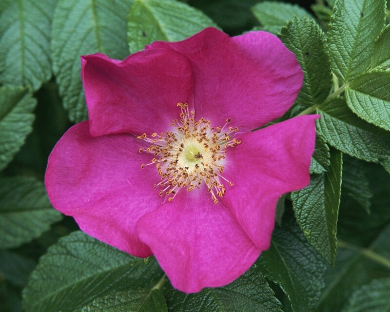 vibrant pink wild rose