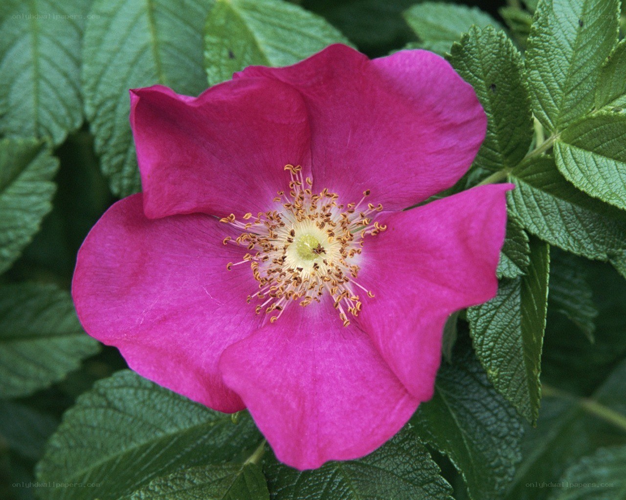vibrant pink wild rose