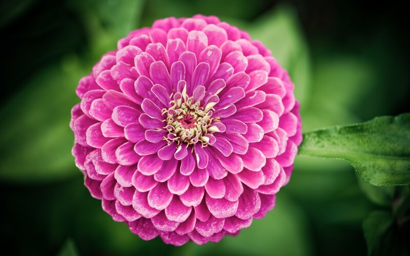 vibrant pink zinnia flower