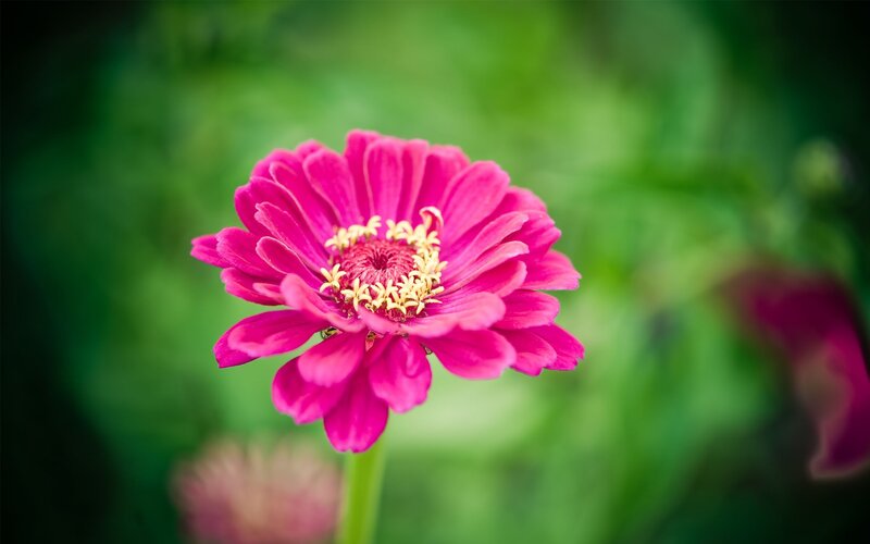 vibrant pink zinnia flower