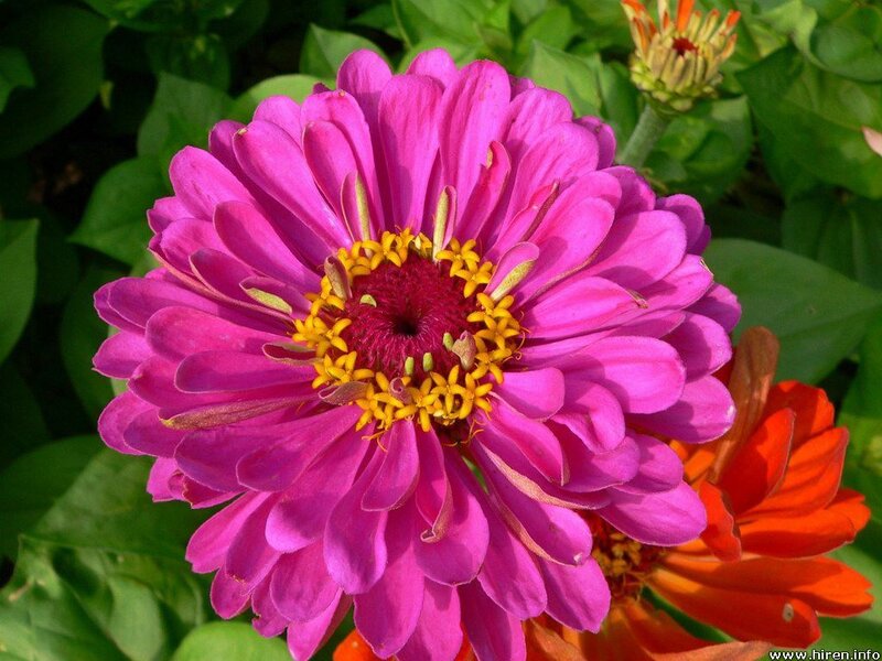 vibrant pink zinnia flower