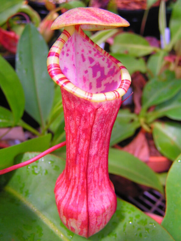 vibrant pitcher plant flower