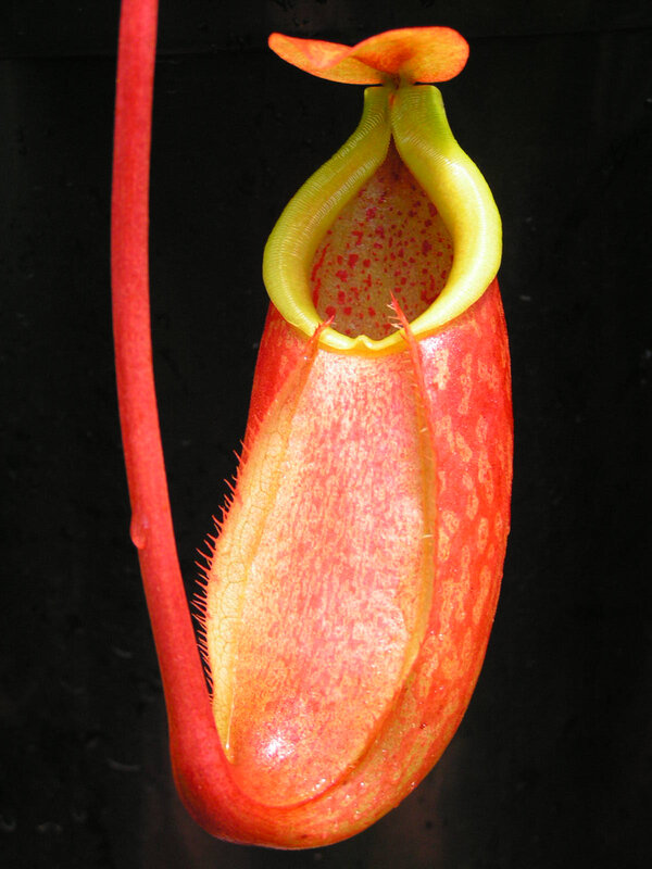 vibrant pitcher plant