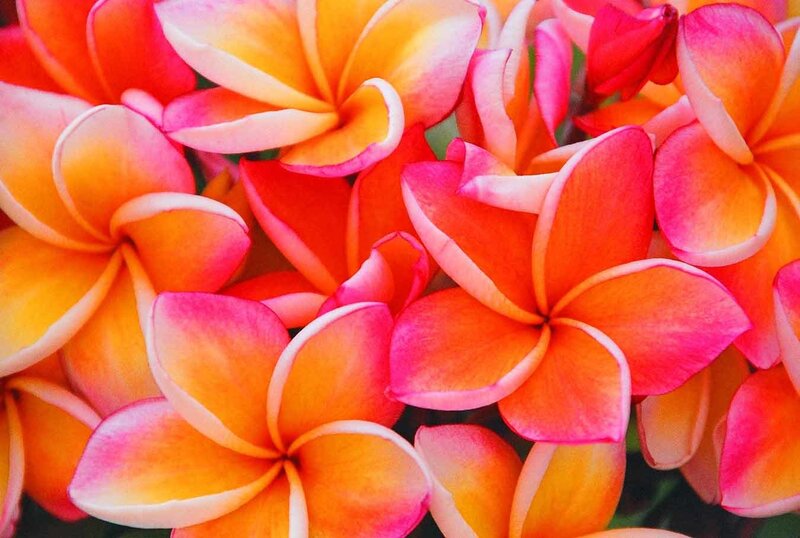 vibrant plumeria flowers