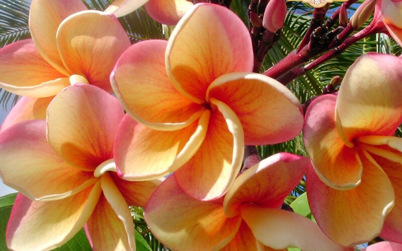 vibrant plumeria flowers