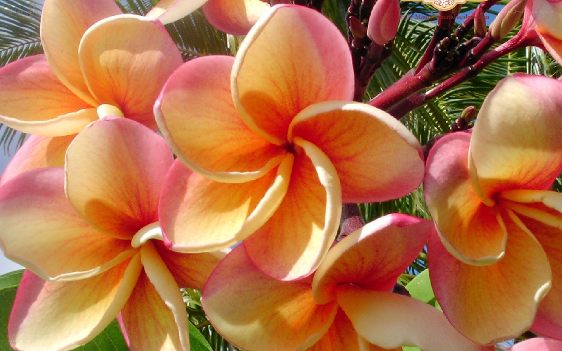 vibrant plumeria flowers