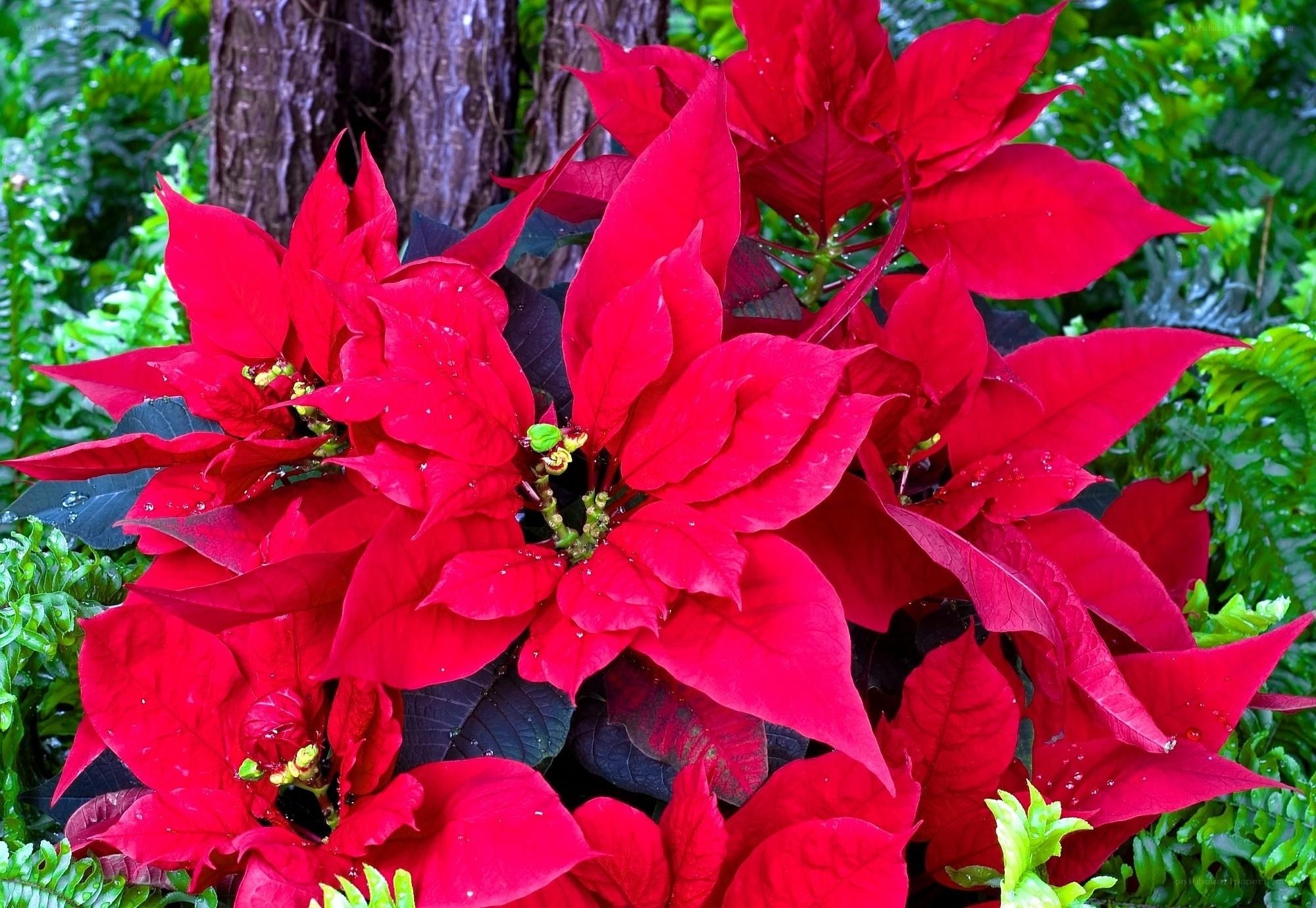 vibrant poinsettia flowers