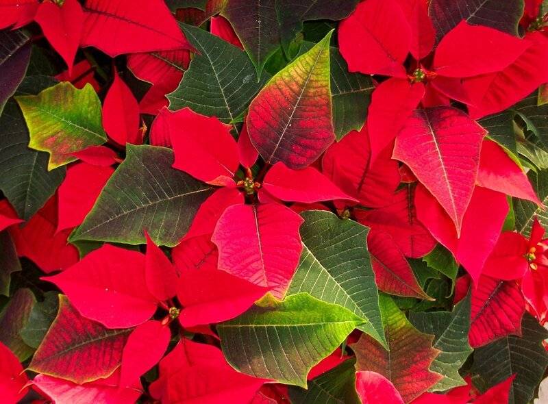 Vibrant poinsettia plant