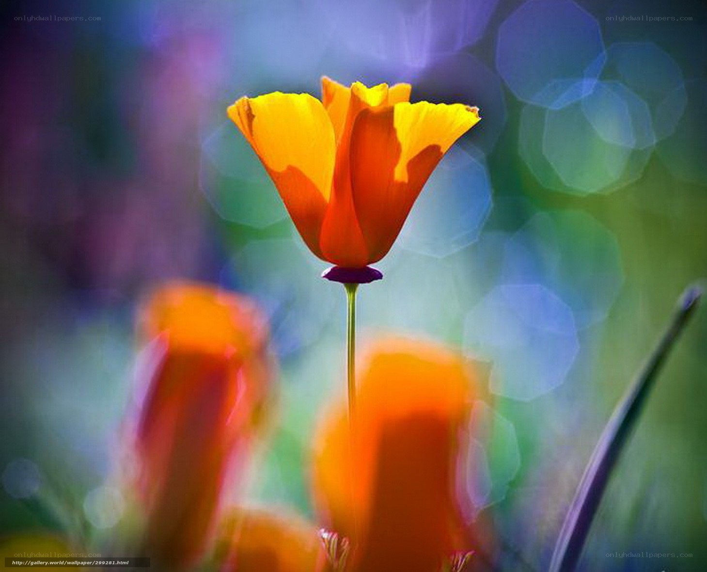 Vibrant poppy in soft focus