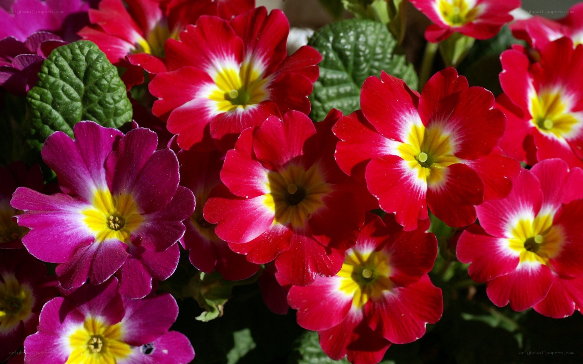 vibrant primrose flowers