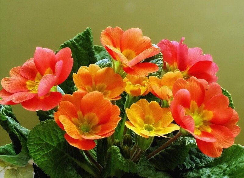 vibrant primrose flowers