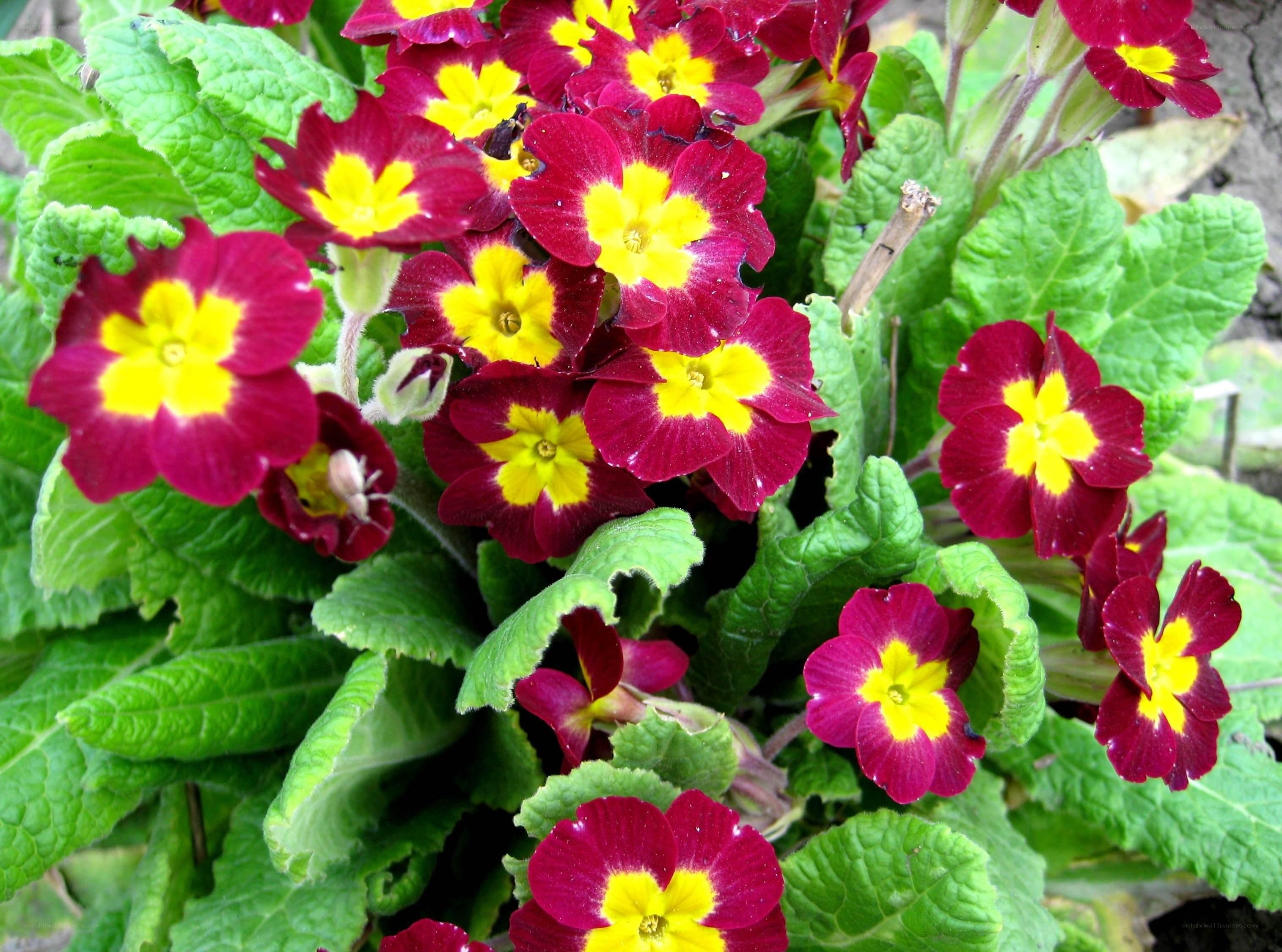 vibrant primrose flowers