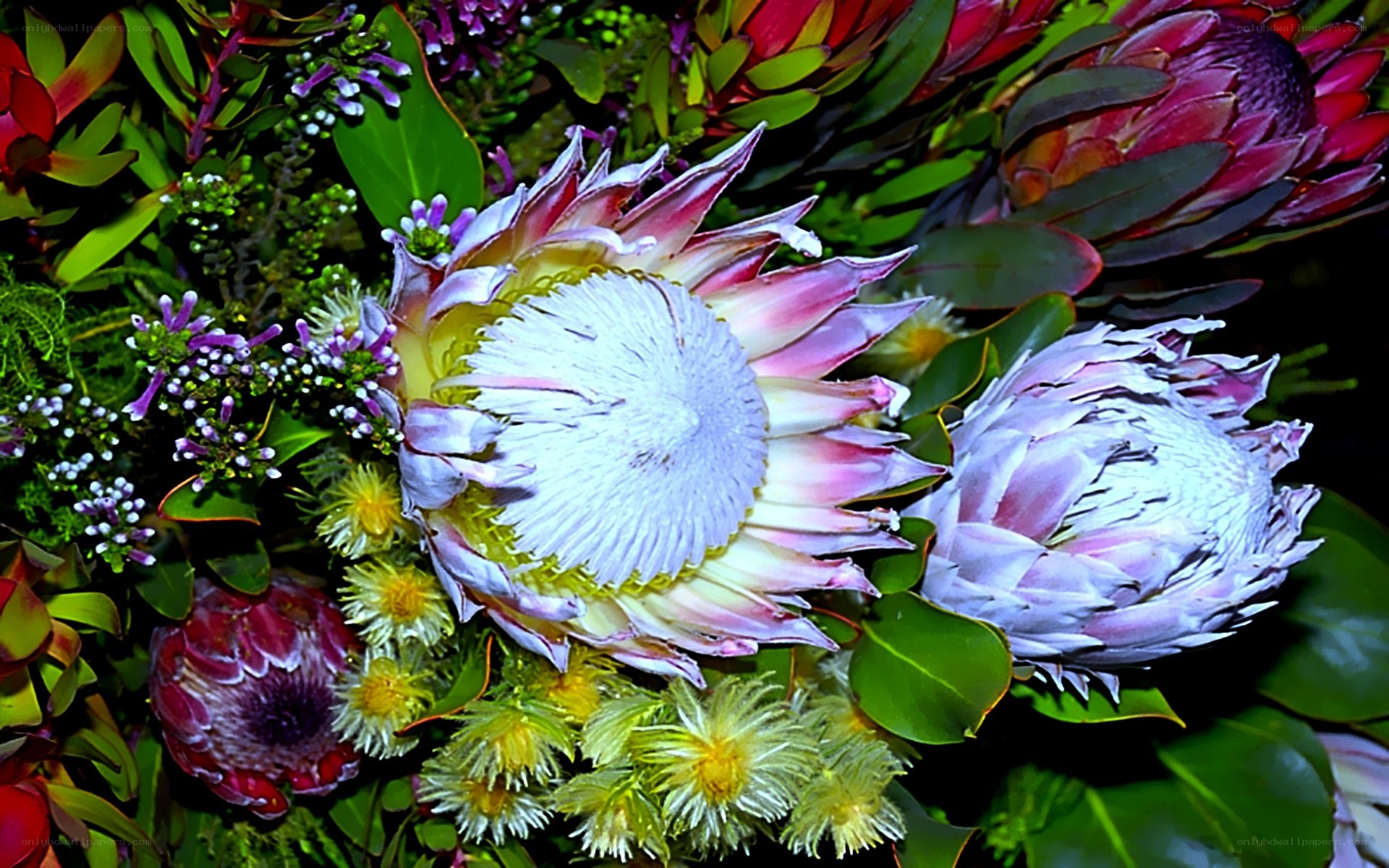 vibrant protea flower arrangement