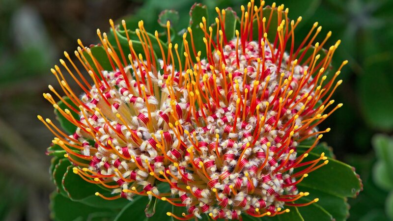 vibrant protea flower close-up