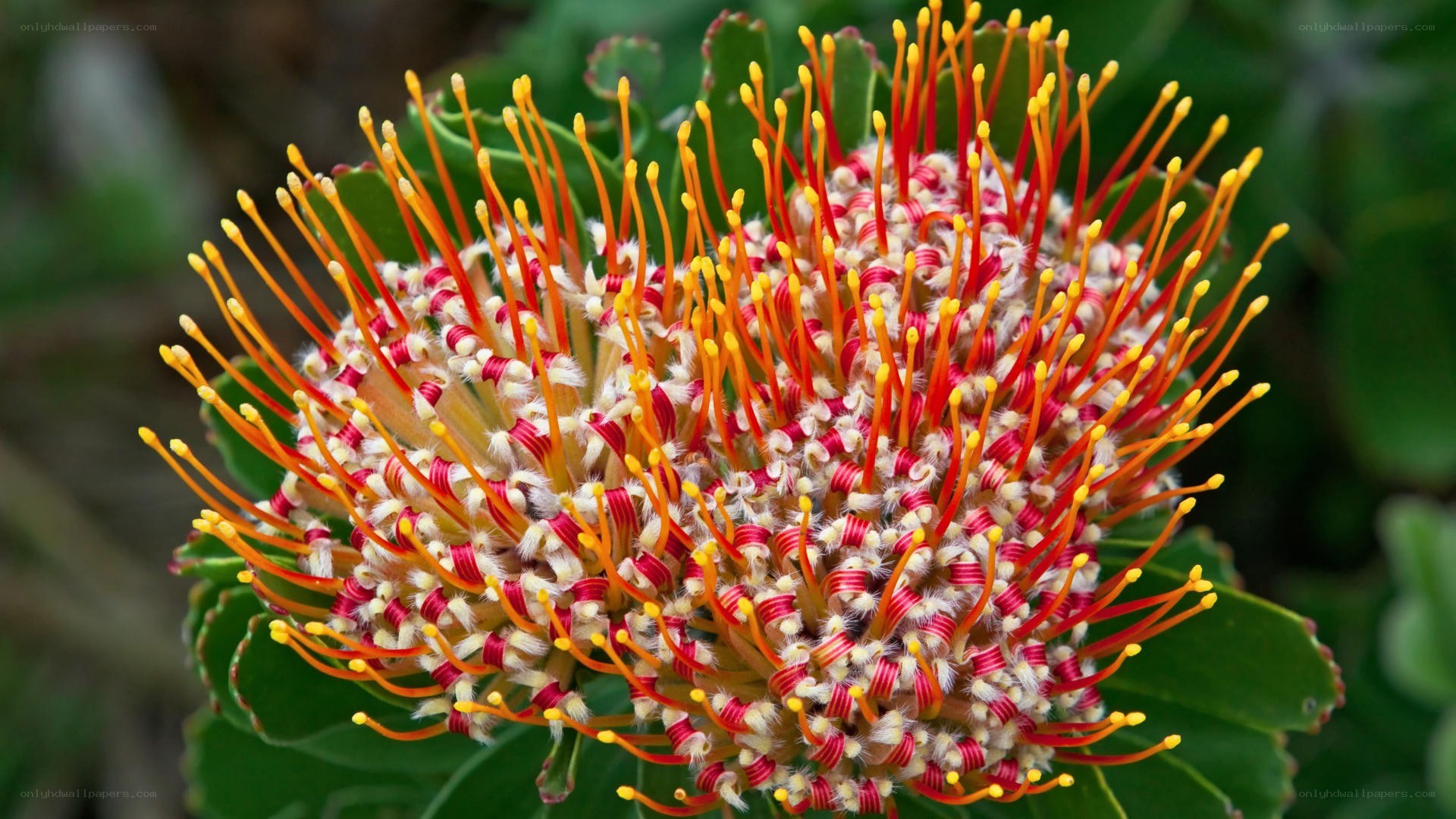 vibrant protea flower close-up