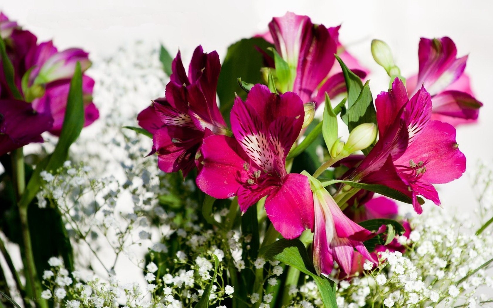 vibrant purple alstroemeria bouquet