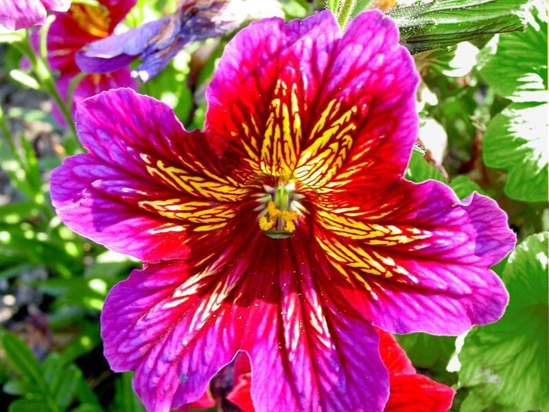 vibrant purple and red flower