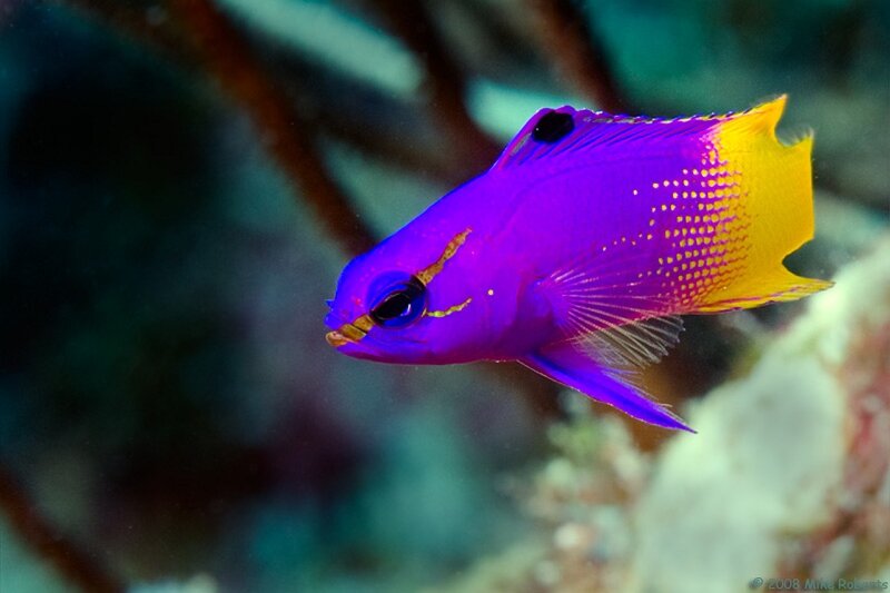 vibrant purple and yellow fish