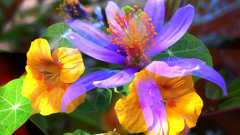 Vibrant Purple and Yellow Flowers — Vivid