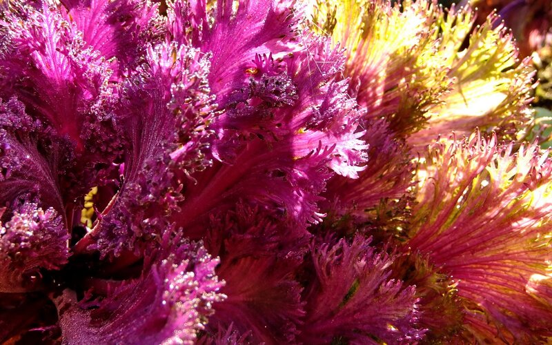 Vibrant purple and yellow ornamental kale