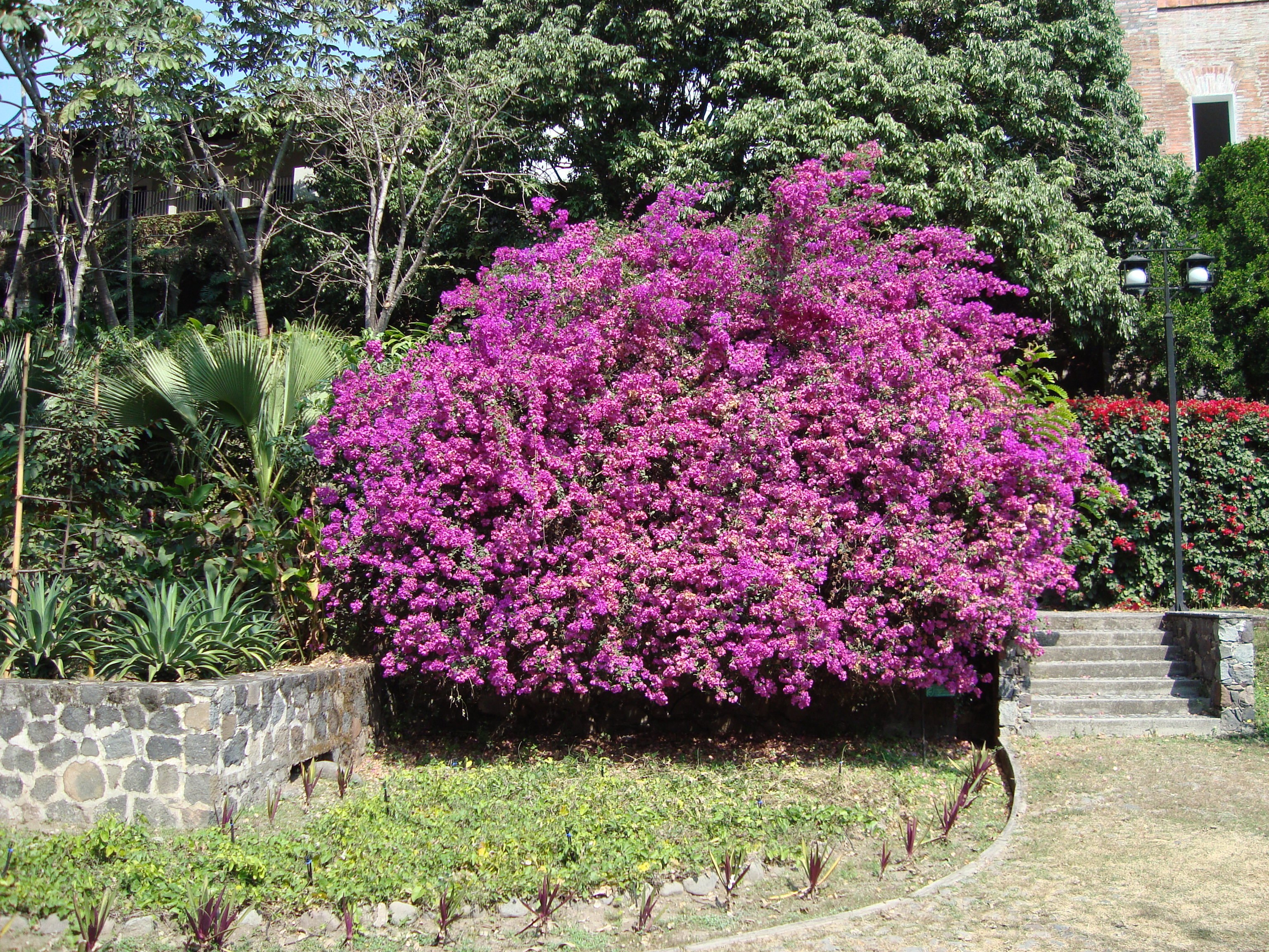 Vibrant purple bougainvillea bush