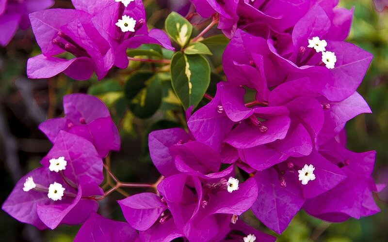 vibrant purple bougainvillea flowers