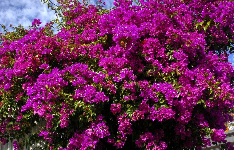 Vibrant purple bougainvillea flowers