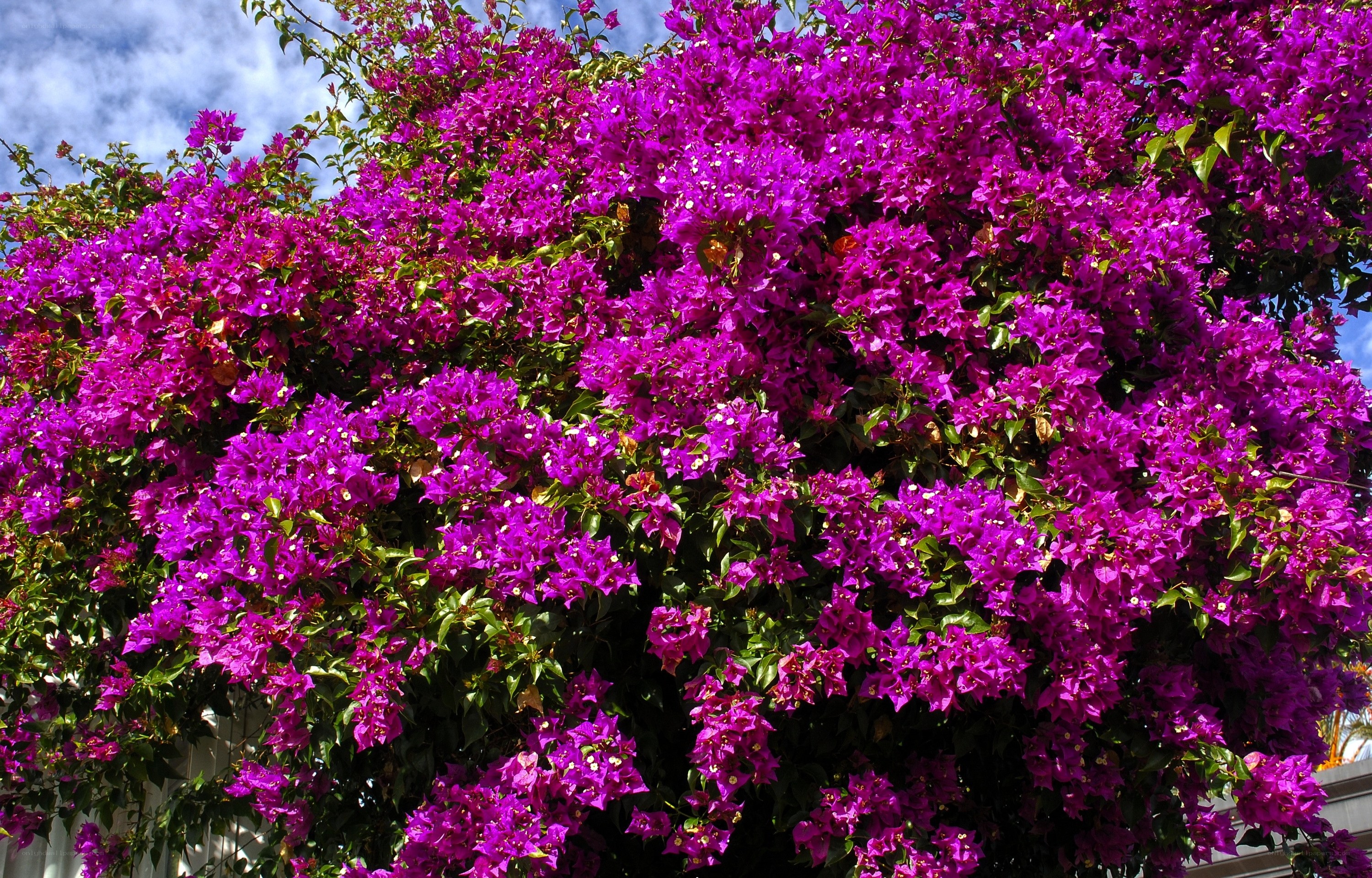 Vibrant purple bougainvillea flowers