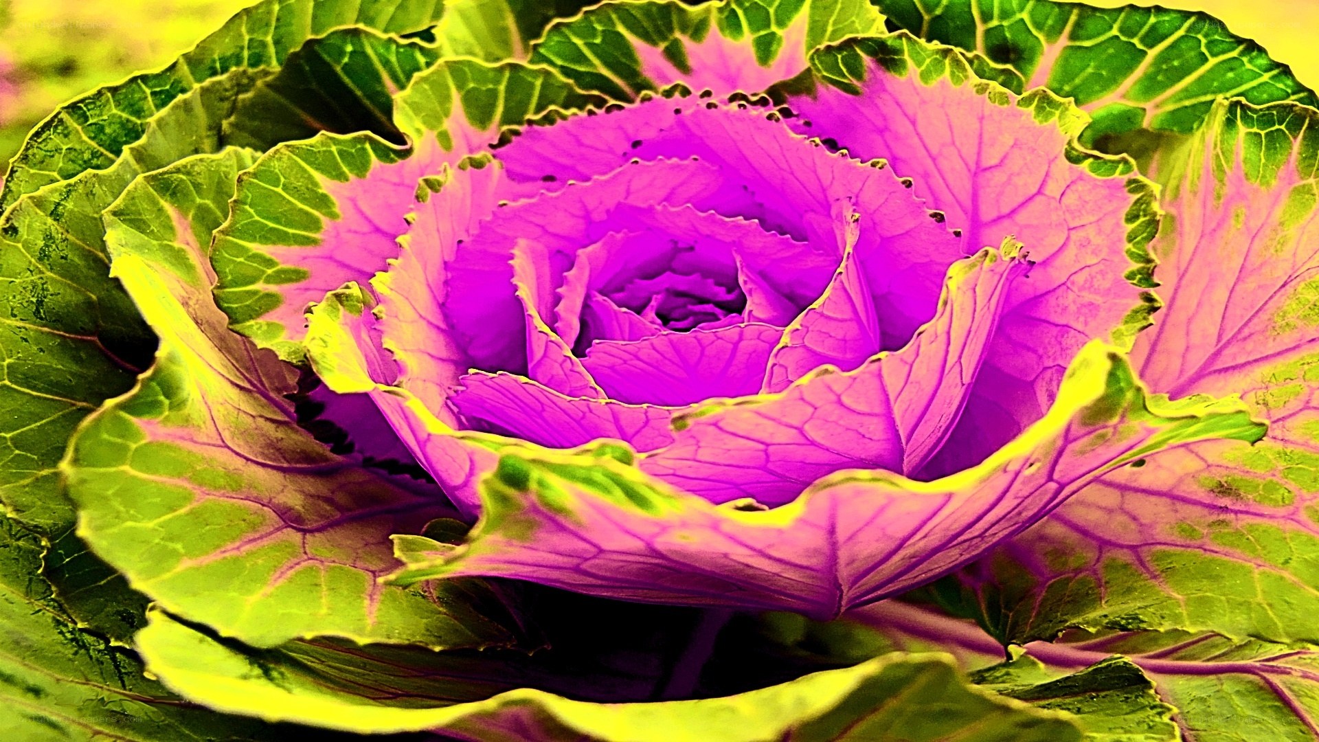 vibrant purple cabbage close-up
