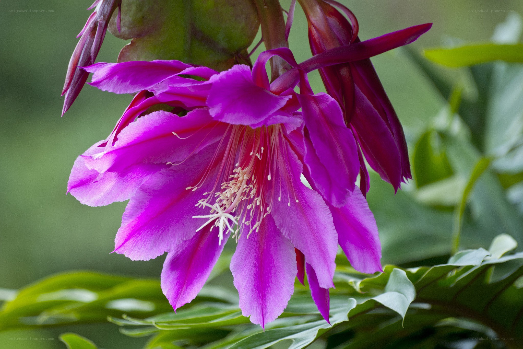 vibrant purple cactus flower