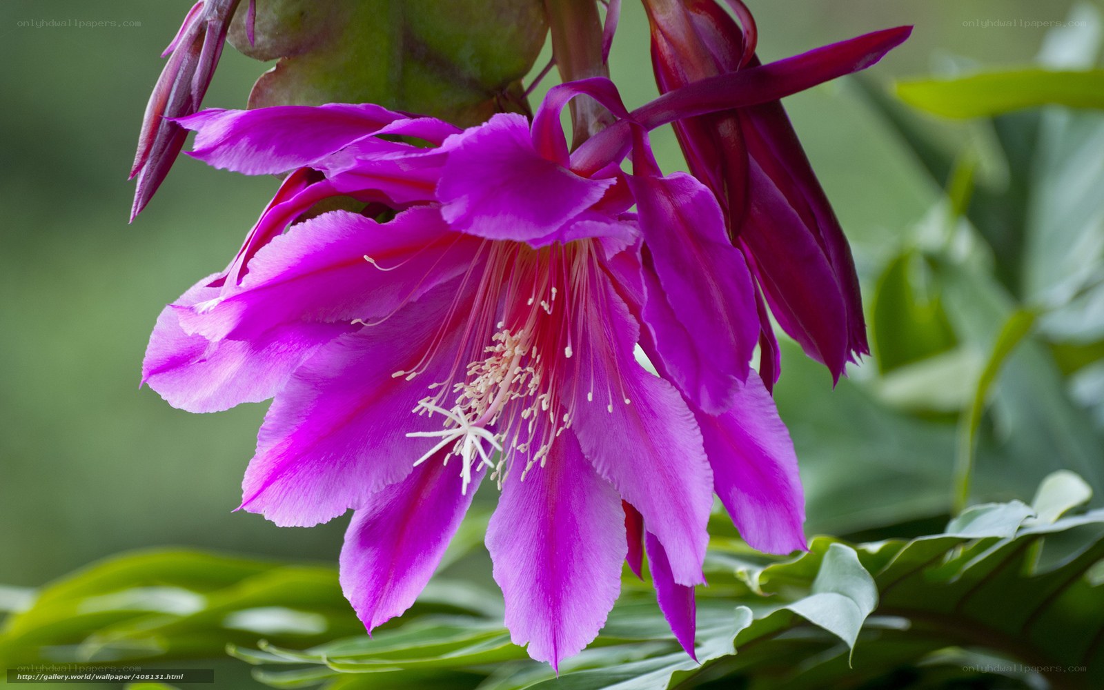 vibrant purple cactus flower
