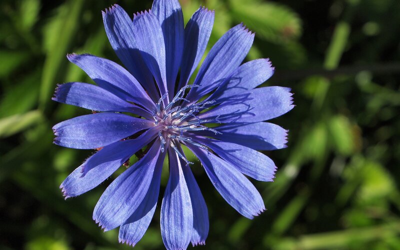 vibrant purple chicory flower