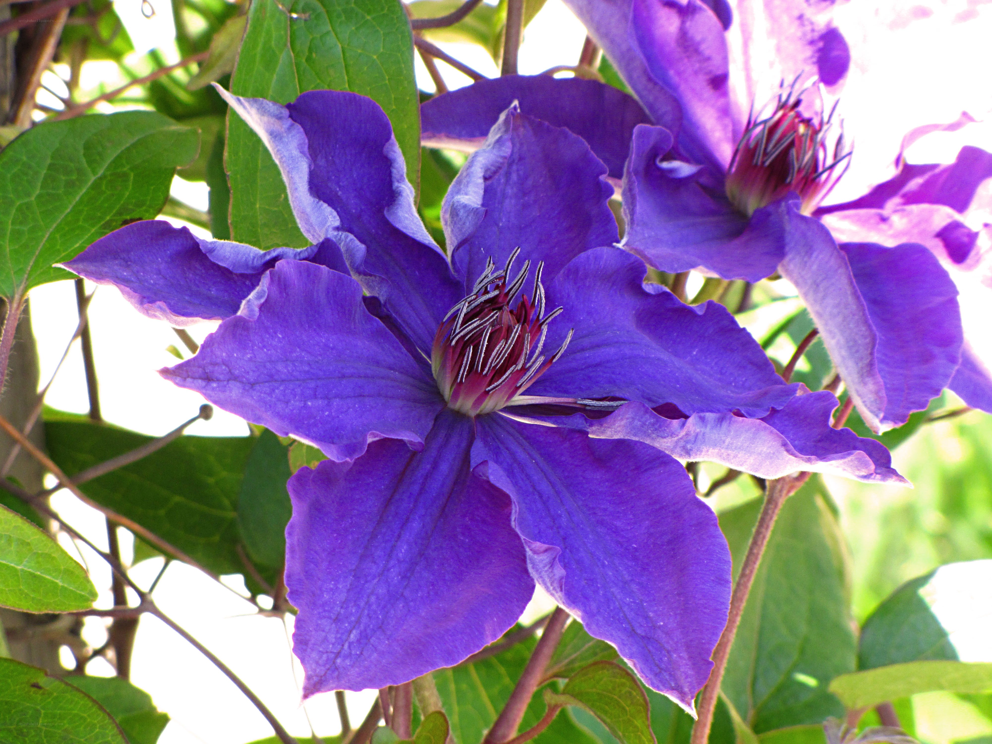 vibrant purple clematis flower
