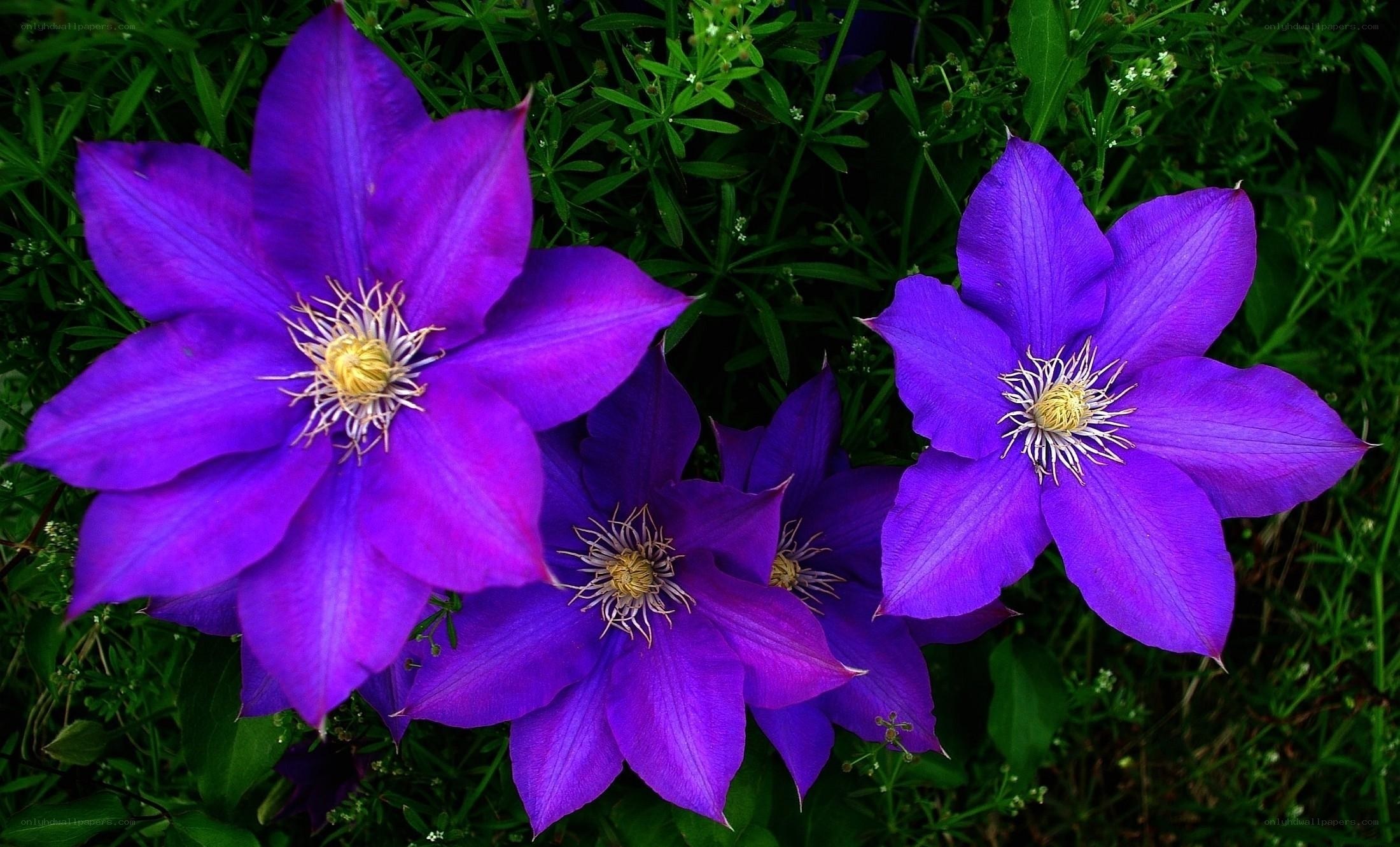 vibrant purple clematis flowers