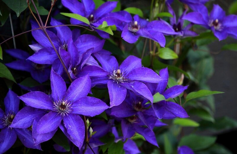 vibrant purple clematis flowers