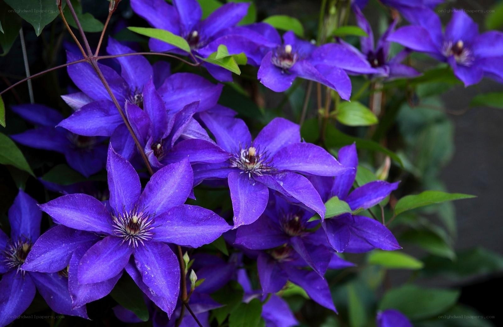 vibrant purple clematis flowers