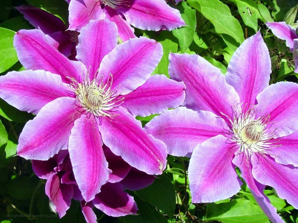 vibrant purple clematis flowers
