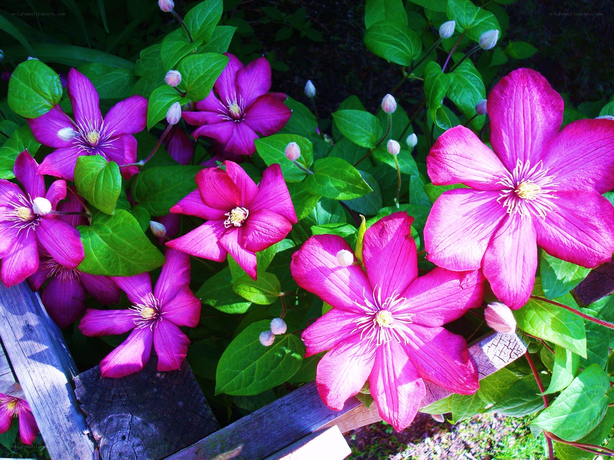vibrant purple clematis flowers