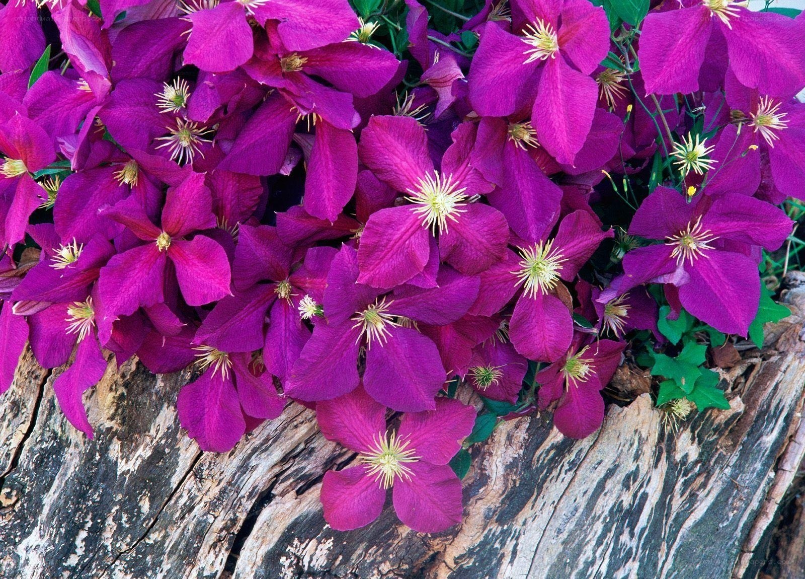 vibrant purple clematis flowers