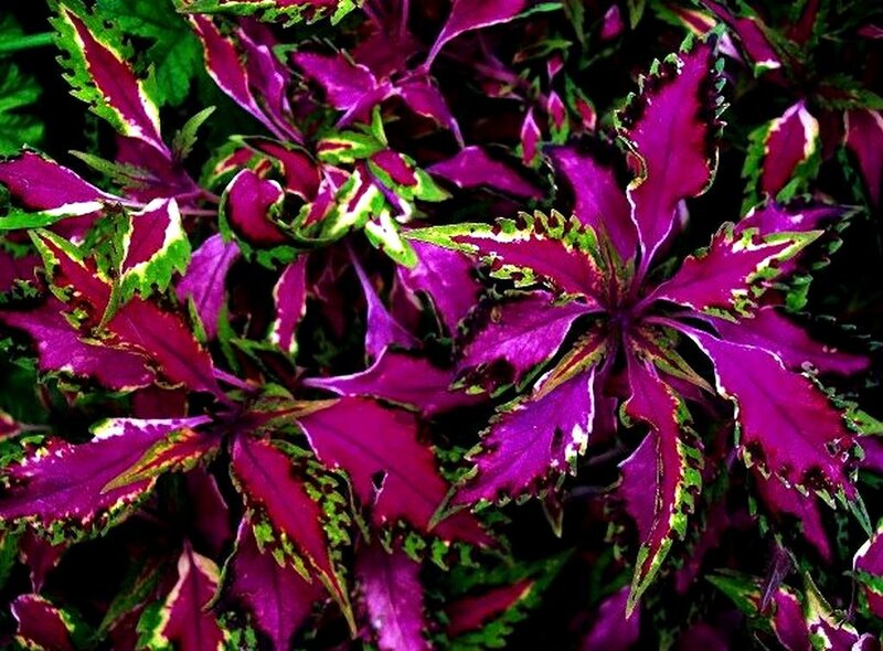 vibrant purple coleus leaves