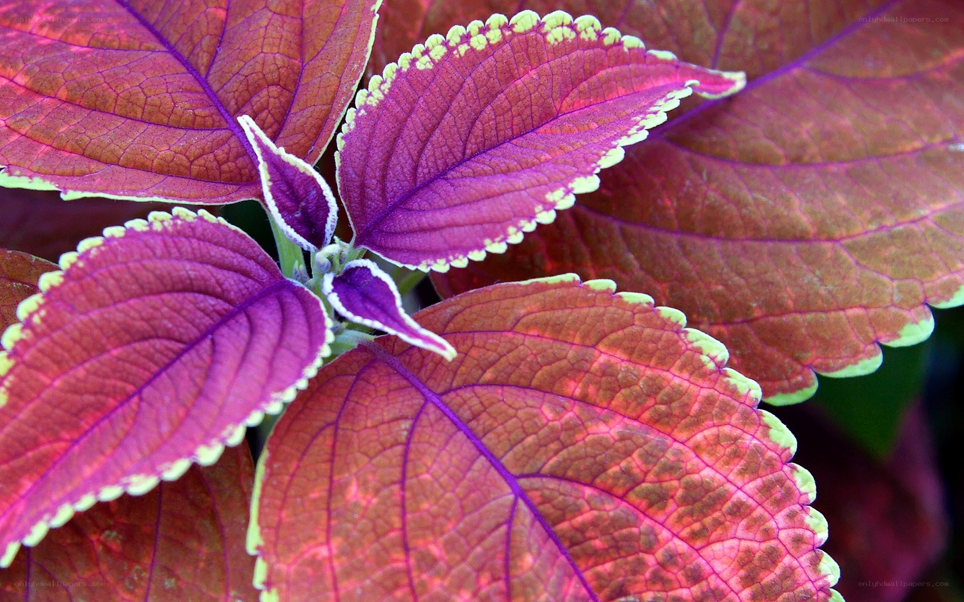 vibrant purple coleus leaves
