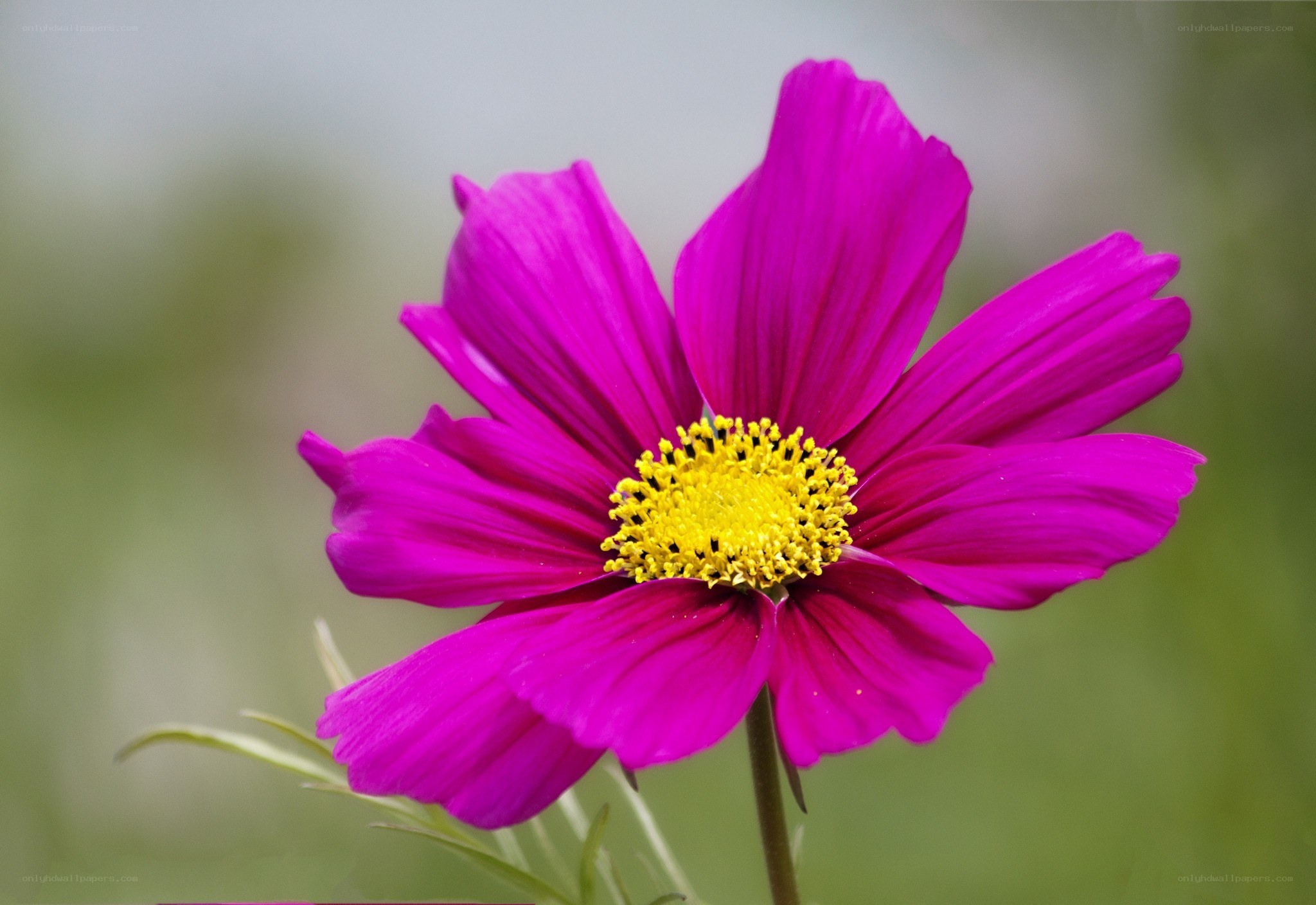 vibrant purple cosmos flower