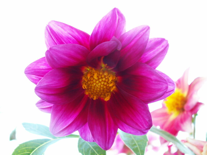 vibrant purple dahlia flower