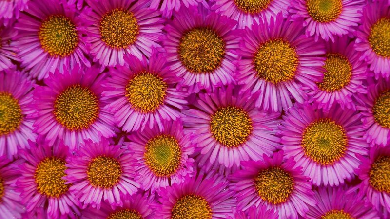 vibrant purple daisies