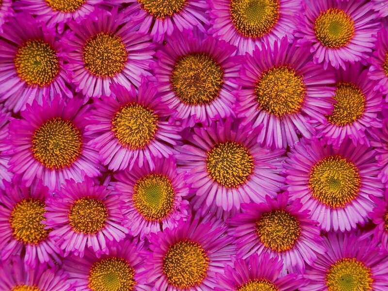 vibrant purple daisies