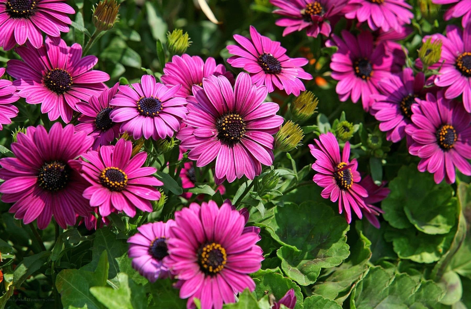 vibrant purple daisies in bloom