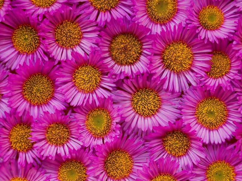 vibrant purple daisies