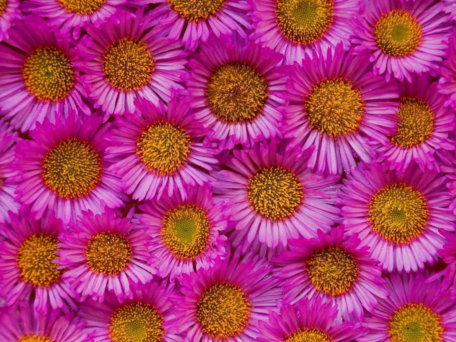 vibrant purple daisies