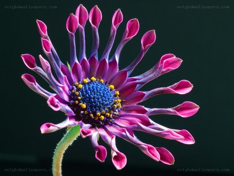 vibrant purple flower