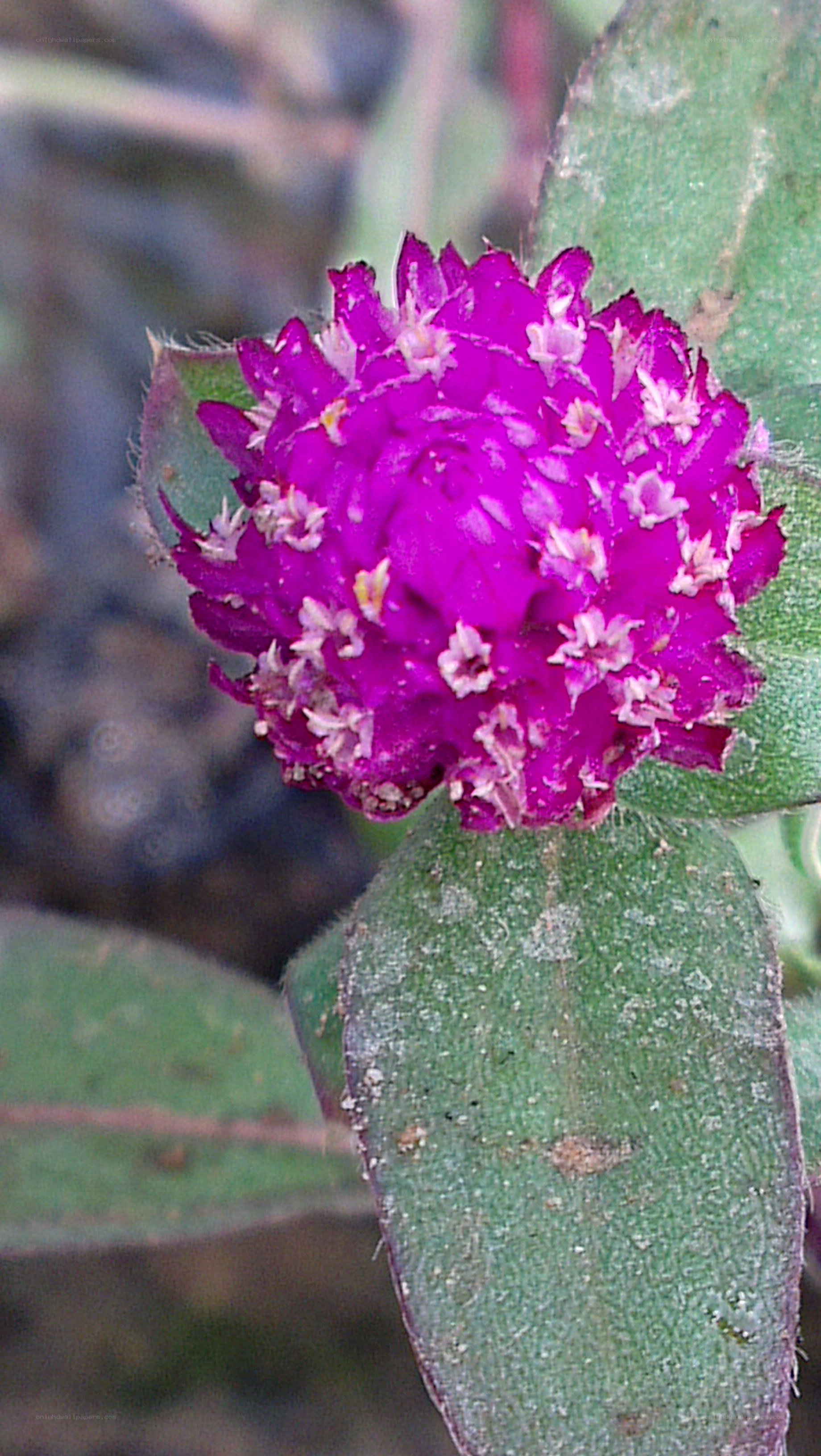 vibrant purple flower bloom